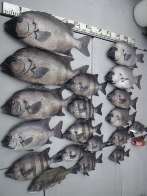 磯部釣船 直栄丸 釣果