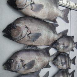 磯部釣船 直栄丸 釣果