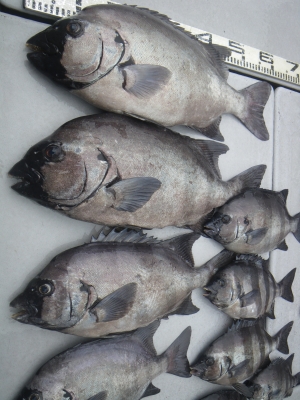 磯部釣船 直栄丸 釣果