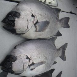 磯部釣船 直栄丸 釣果