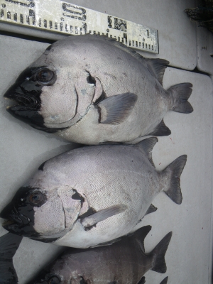 磯部釣船 直栄丸 釣果