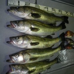 磯部釣船 直栄丸 釣果