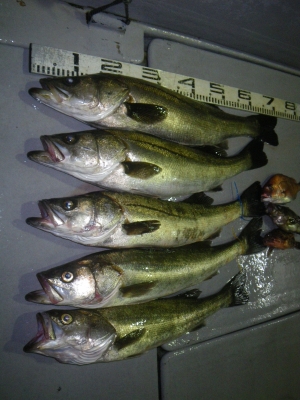 磯部釣船 直栄丸 釣果