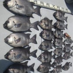 磯部釣船 直栄丸 釣果