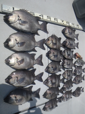 磯部釣船 直栄丸 釣果