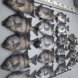 磯部釣船 直栄丸 釣果