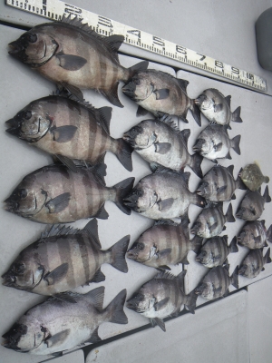 磯部釣船 直栄丸 釣果