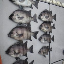 磯部釣船 直栄丸 釣果