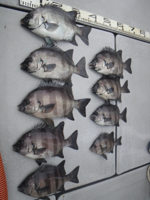 磯部釣船 直栄丸 釣果