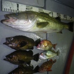 磯部釣船 直栄丸 釣果