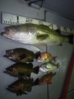 磯部釣船 直栄丸 釣果