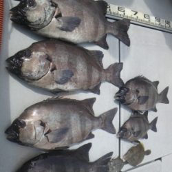 磯部釣船 直栄丸 釣果