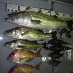 磯部釣船 直栄丸 釣果