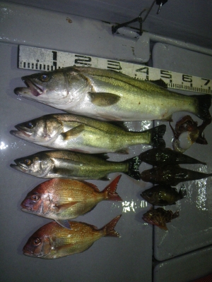 磯部釣船 直栄丸 釣果