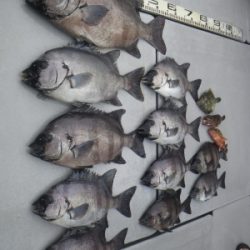 磯部釣船 直栄丸 釣果