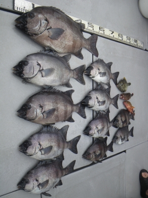 磯部釣船 直栄丸 釣果