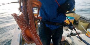 恵比寿丸（兵庫） 釣果