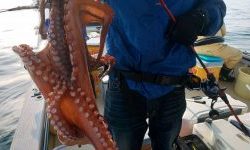 恵比寿丸(兵庫) 釣果