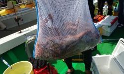 恵比寿丸(兵庫) 釣果