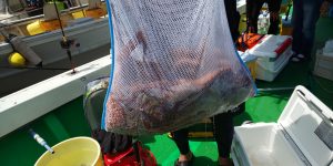 恵比寿丸(兵庫) 釣果