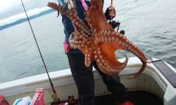 恵比寿丸(兵庫) 釣果