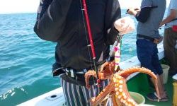 恵比寿丸(兵庫) 釣果