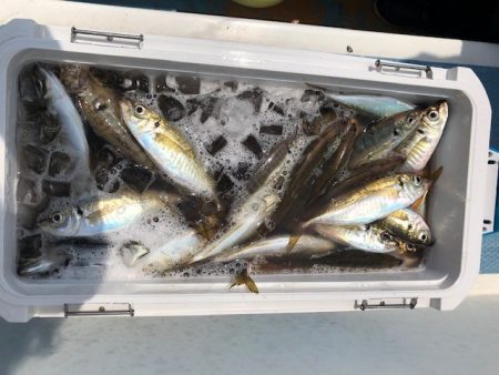 深川 吉野屋 釣果