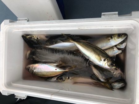 深川 吉野屋 釣果