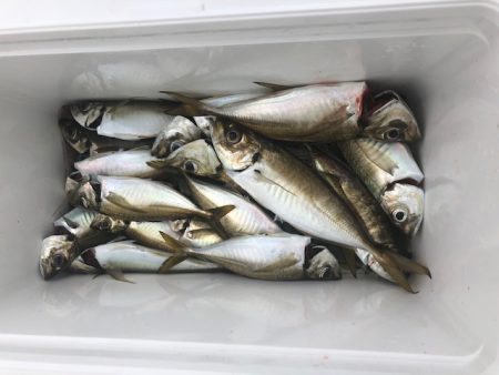 深川 吉野屋 釣果