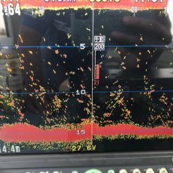 深川 吉野屋 釣果