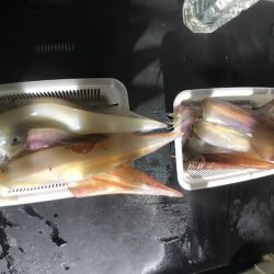 オーシャンズ　京都 釣果