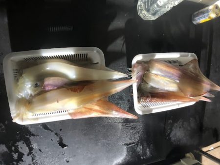 オーシャンズ　京都 釣果