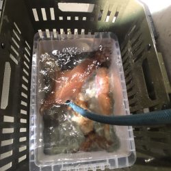 オーシャンズ　京都 釣果