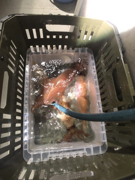 オーシャンズ　京都 釣果