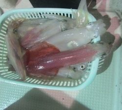 兼六丸 釣果
