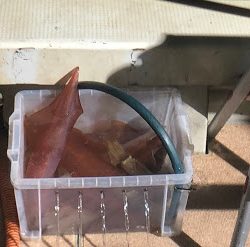 オーシャンズ　京都 釣果