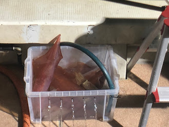 オーシャンズ　京都 釣果