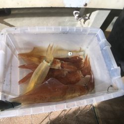 オーシャンズ　京都 釣果