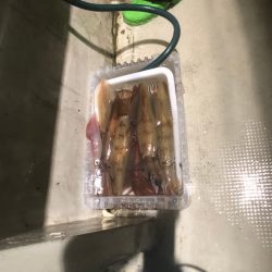 オーシャンズ　京都 釣果