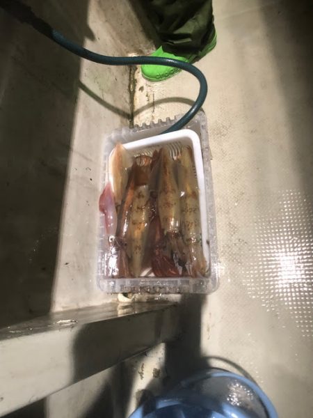 オーシャンズ　京都 釣果