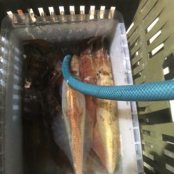 オーシャンズ　京都 釣果