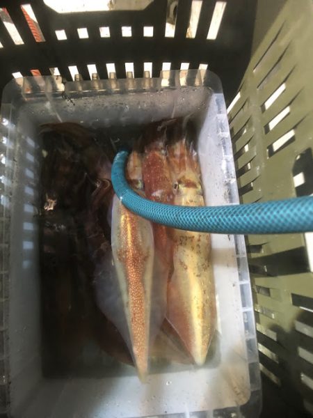 オーシャンズ　京都 釣果