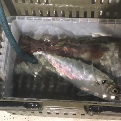 オーシャンズ　京都 釣果