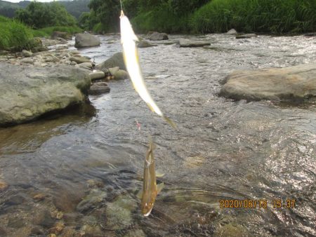 会津大川（会津非出資漁業協同組合） 釣果