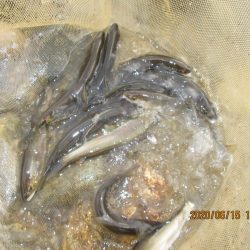 会津大川(会津非出資漁業協同組合) 釣果