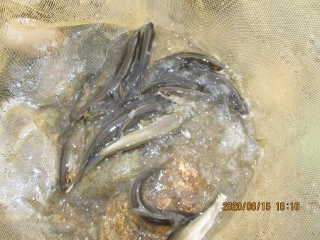 会津大川(会津非出資漁業協同組合) 釣果