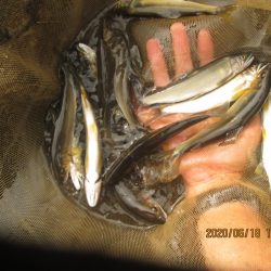 会津大川(会津非出資漁業協同組合) 釣果