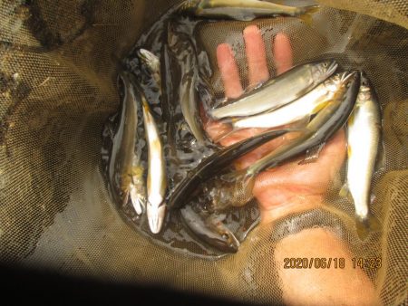 会津大川(会津非出資漁業協同組合) 釣果