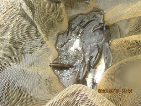 会津大川（会津非出資漁業協同組合） 釣果