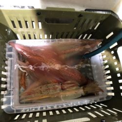 オーシャンズ　京都 釣果